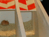 course-de-souris (10)